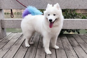 爱游戏体育在线-_潜水运动新体验:探索深海中的神秘世界_,潜水运动介绍