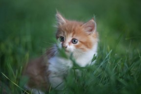 爱游戏app-_街头篮球嘉年华:都市青春的热血节日_,街头篮球2020春节活动