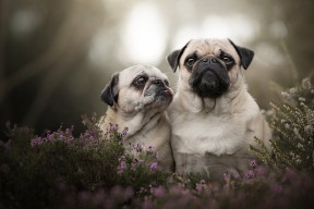 爱游戏中国官方网站平台-右脑运动会：智力与体能的双重考验，右脑活动项目有哪些