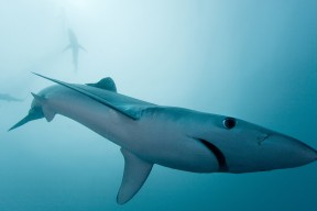 AYX体育官网-“沿海飙风：海岸线上的极速竞赛”，沿海岸线奔跑