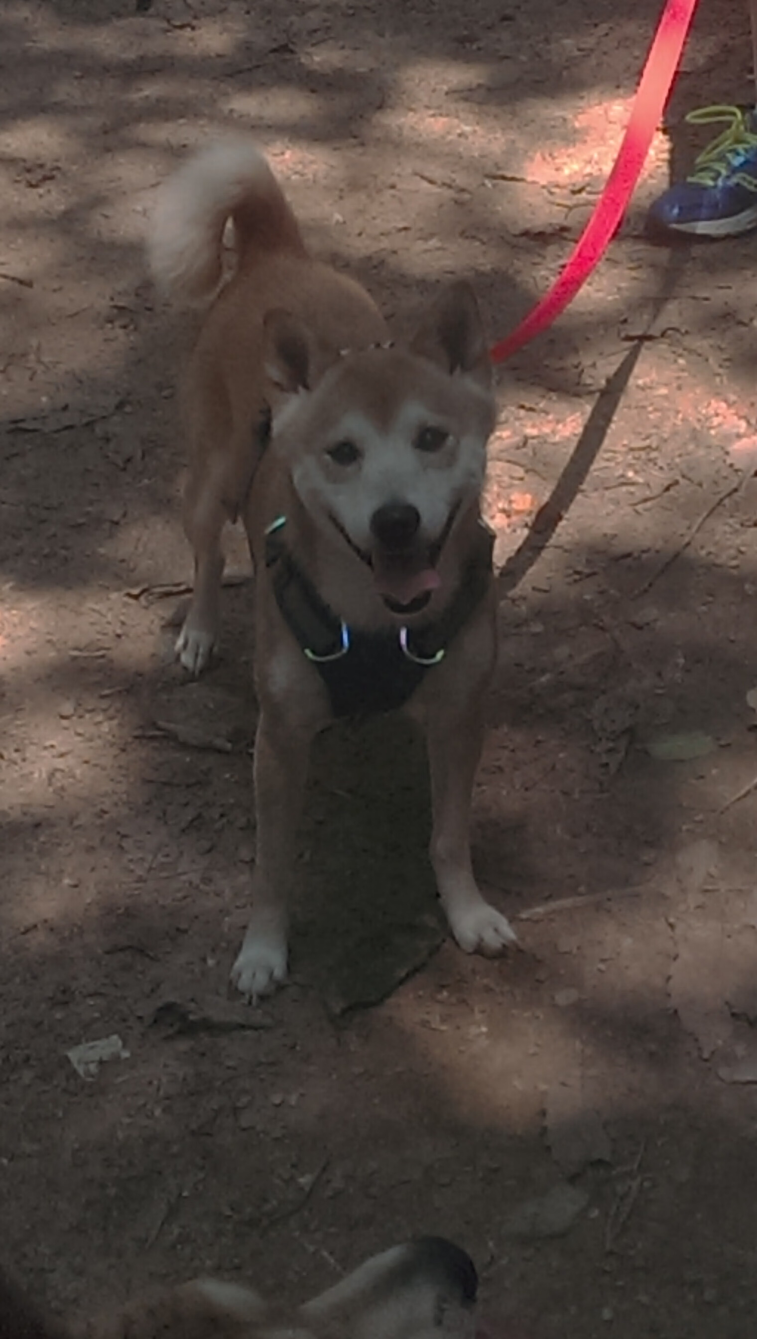 _NBA总决赛:湖人队与凯尔特人队的巅峰对决_,总决赛湖人vs凯尔特人视频