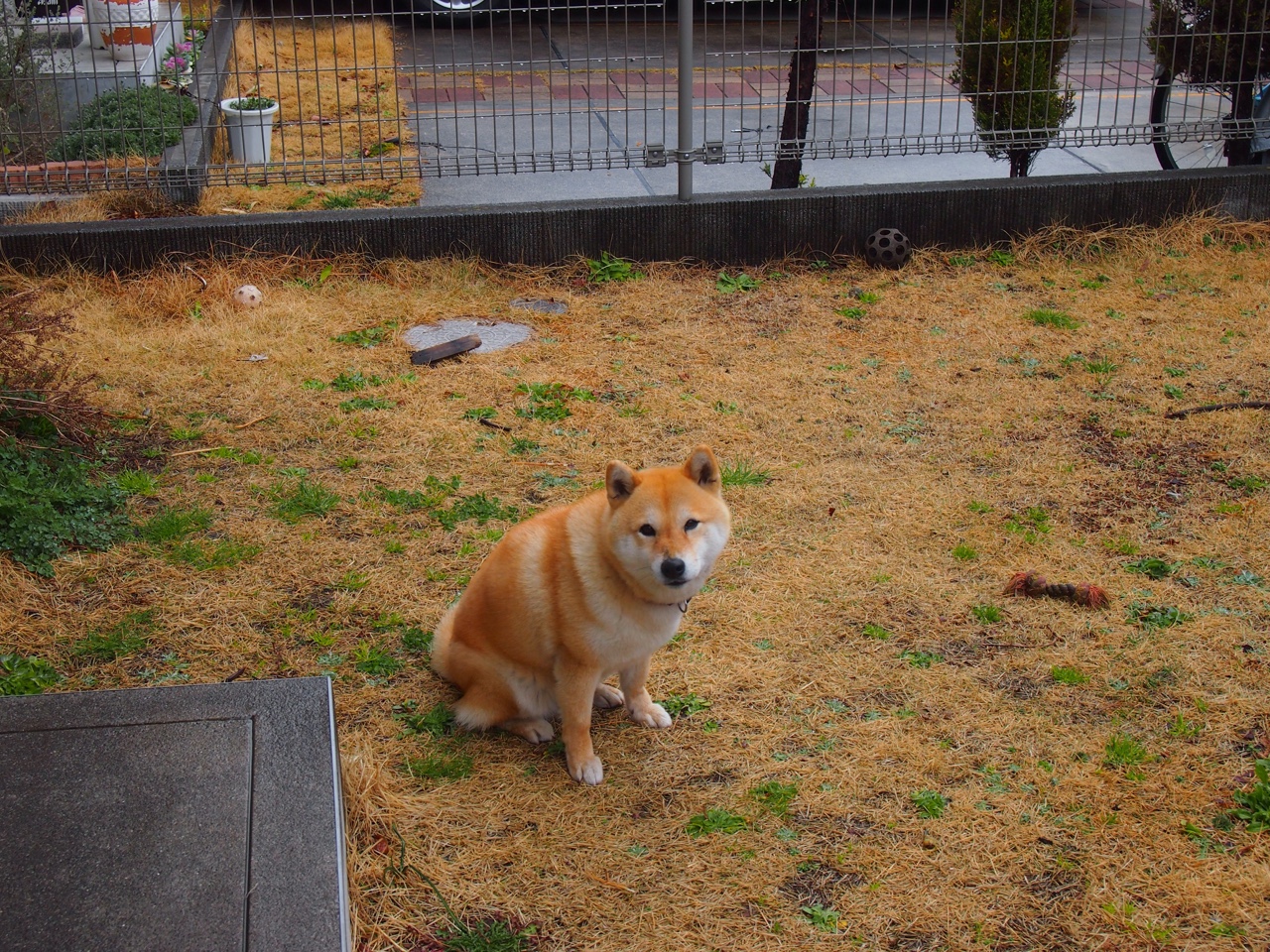 _街头篮球嘉年华:都市青春的热血节日_,街头篮球2020春节活动