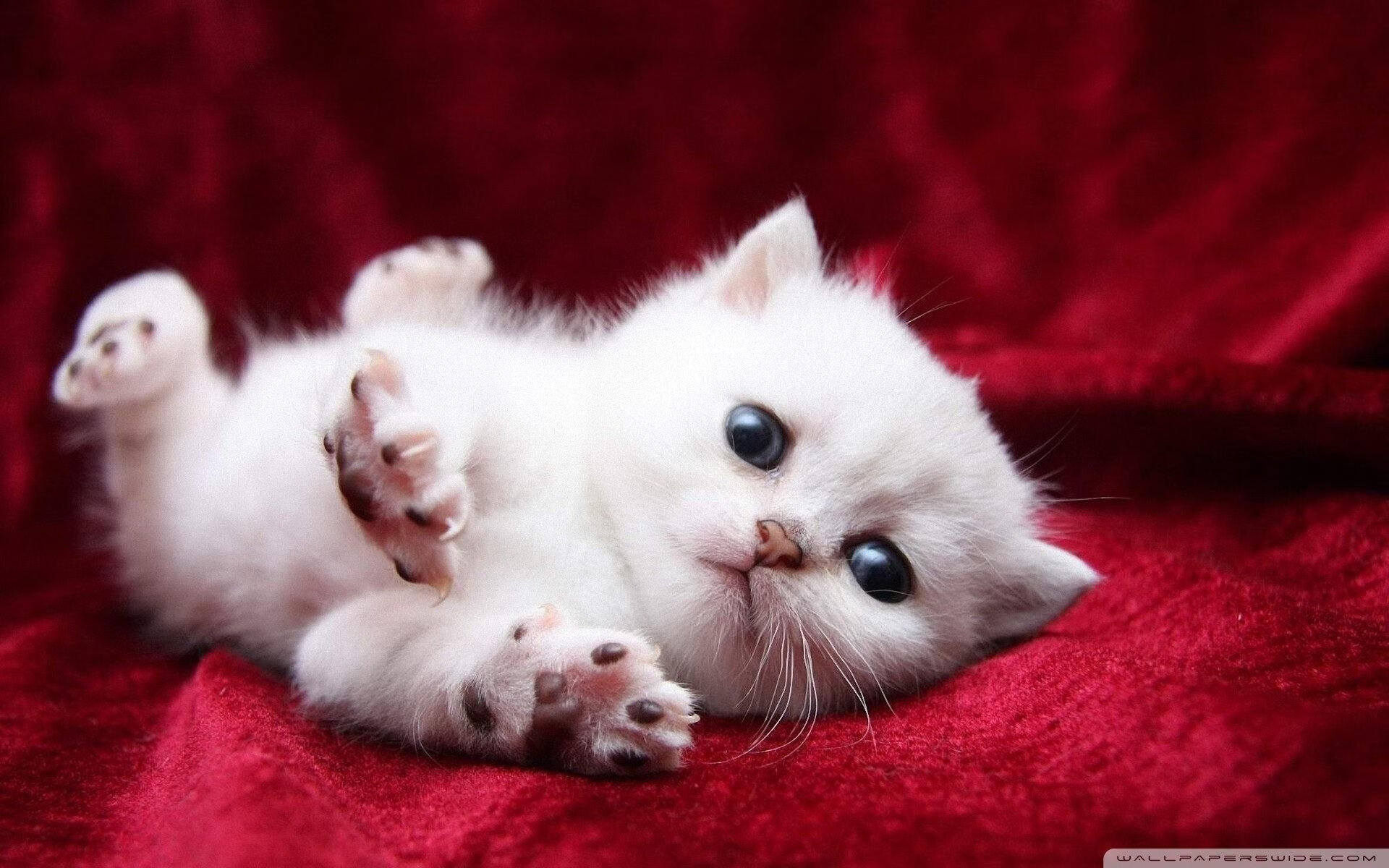 “白热化追逐战,夺冠单位百花齐放,悬念依旧”,白热化阶段了是什么意思