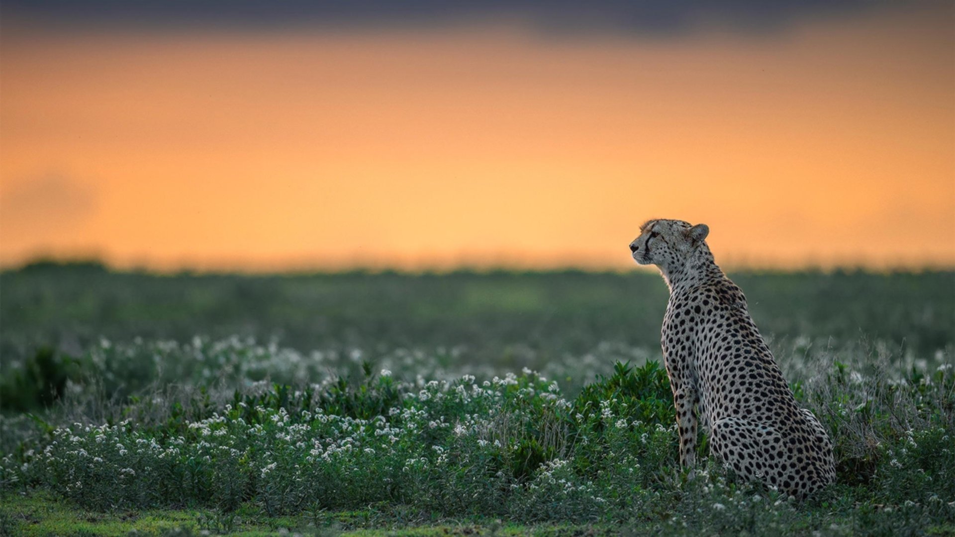“英超领头羊迎战强敌，冠军争夺早已打响”，英超 冠军