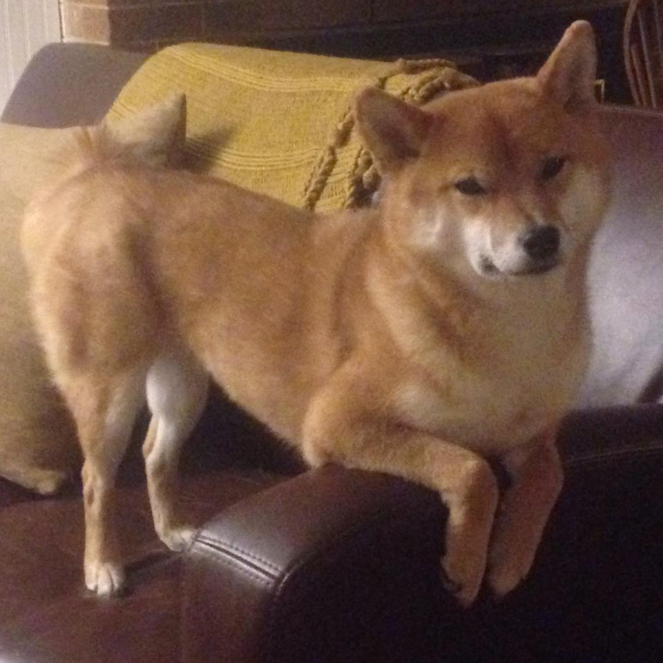 【球员采访】明星选手的赛季心路历程，明星选拔赛